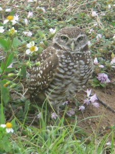 burrow owl