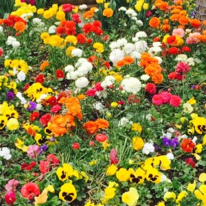 flower patch